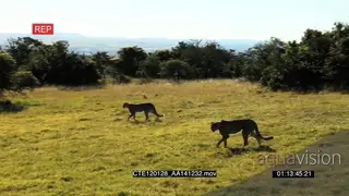 Cheetahs walking on bushveld 2S WS PAN ZI MLS