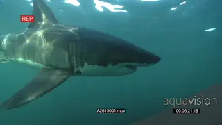 Great White Shark gently swimming around underwater in ocean passing by camera UW HAND