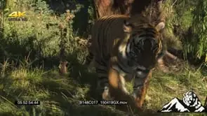 Tiger walking out of frame GREEN LS TD TU PAN