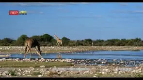 Giraffe drinking water some walking away from the water point