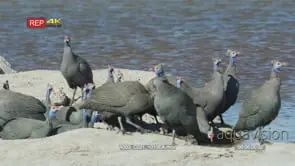 Flock of helmeted guineafowls drinking and looking MS