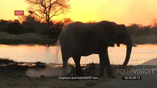 African elephant dust bathing at sunset
