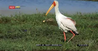Yellow-billed stork searching for food