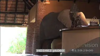 African elephant investigating reception desk Mfuwe lodge