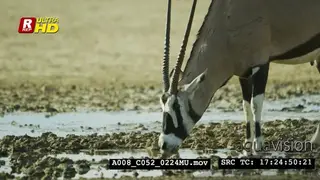 Gemsbok standing and drinking water. MCS.