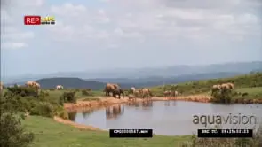 African Elephant Herd Grazing with Calfs WS