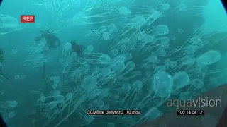 School of Box Jellyfish swimming and floating underwater in ocean.WS TRA MS