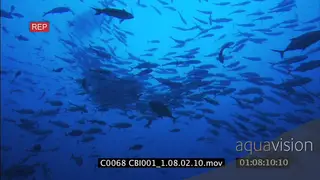 Shoal of Tuna fish, Green Sea Turtle swims past in bg MWS