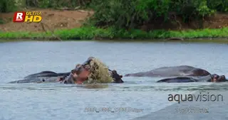Bloat of Hippos wading, fighting in water, nostrils.