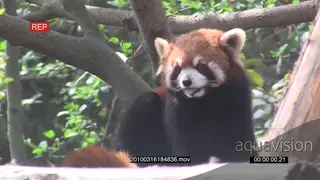 Red Panda on a tree GENERAL BEHAVIOR