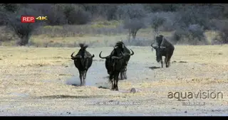 Four blue wildebeest walking in the dust with the heat haze in the distance
