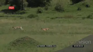 Cheetah (Acinonyx jubatus) chasing and killing a Grant's gazelle.