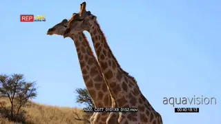 close up shot of two giraffes knocking with their necks and shoving with their hips.