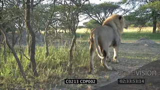 Young male Lion walking towards camera and past to join pride XCU