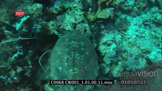 Hawksbill sea turtle swimming along reef coral feeding looking for food