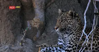 Leopard resting next to an anthill CU