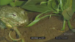 Bullfrog feeding MS