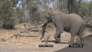African lioness hunting looking at African Elephant alerted cautiously walking towards.
