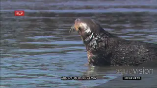 Sea Otter foraging in water PROFILE PAN