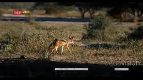 Black-backed jackal run away from camera into the bush