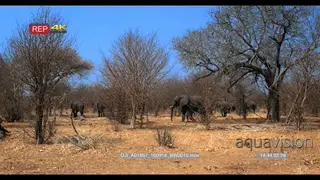 Elephant herd inside a Bushveld