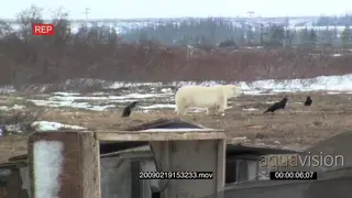 Polar bear encroaching human habitat due to diminishing wildlife environment searching.