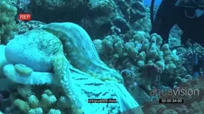Octopus Mating on coral reef underwater in ocean MLS HAND