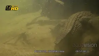 Adult Nile Crocodile back view, hunting and crawling off the frame, underwater.