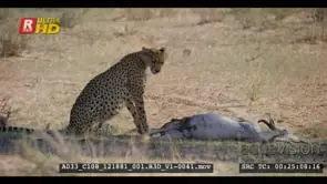 Cheetah licking its lips while seated upright and checking out the area then lay down.