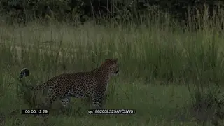 Leopards Walking Stalking and Hunting around the Bushveld lays down GENERAL BEHAVIOUR