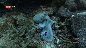 Close up shot of a Day Octopus, Octopus cyanea changing colour and texture while it sifts.