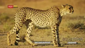 Cheetah stalking