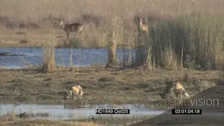 African Wild Dogs stalk hunt chase Lechwe's around NO TAKEDOWN