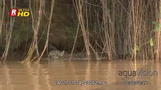 Jaguar swimming in the river under some roots
