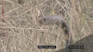 Mozambique Spitting Cobra laying on grass looking around MLS ZI MCU