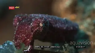 Macro shot of a deep pinky sepia bandensis commonly known as the stumpy-spined cuttlefish.