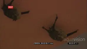 Bats hanging of ceiling FF: