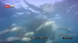 A bait ball of Sardines and Common dolphins in action UW