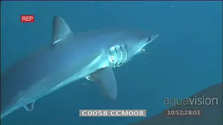 Mako shark swimming across feeding on chum blue water