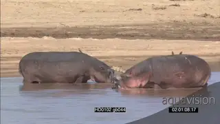 Hippo bulls intimidation behaviour walk past each other pod social behaviour in river.