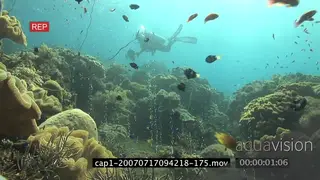 Diver swimming in an aquarium in ocean WS HAND