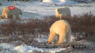 Adult Polar bear chasing youngsters away third bear walking towards camera