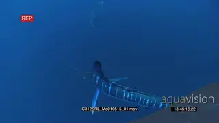 Marlin sailfish in deep blue ocean UW