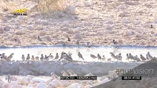 Flock of Cape Sparrows and Sociable Weavers at waterhole drinking social behaviour