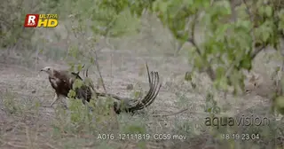 White-headed Vultureintimidated by two Black-backed Jackal while feeding on the carcass.