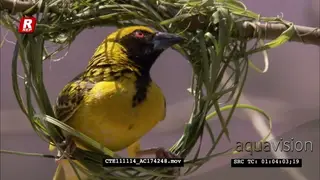 Spotted-backed Weaver male building nest CU