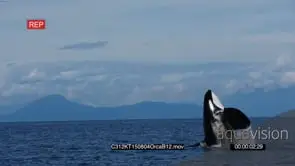 Killer Whale Porpoising and Swimming GENERAL BEHAVIOUR