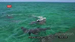 Nurse Sharks swimming in circles in ocean out of the blue MWS HAND SLOWMO