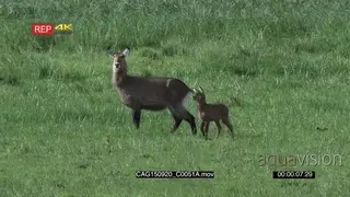 Waterbuck standing on bushveld with calf looking at camera then walking MWS PAN HAND