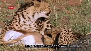 A pair of young cheetahs suffocating a springbok MS